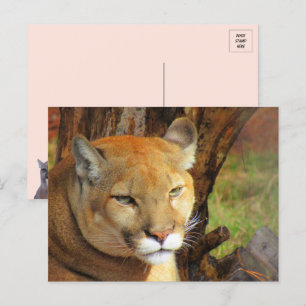Majestic Cougar Postcard Postkarte