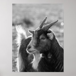 Majestic Goat mit Horns in Nature Poster