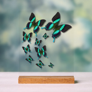 Majestic Green Frack Butterfly Acrylschild