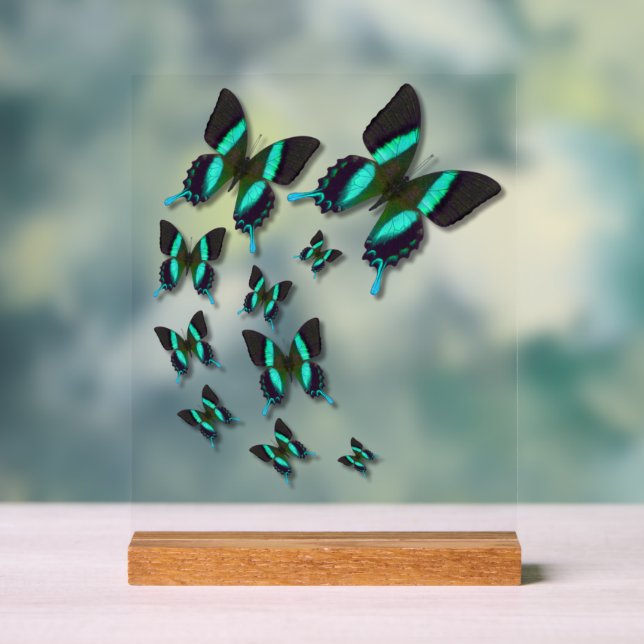 Majestic Green Frack Butterfly Acrylschild (Neutral)