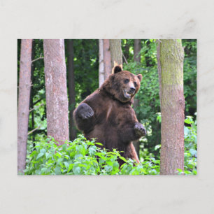 Majestic Grizzly: Wächter des Waldes Postkarte