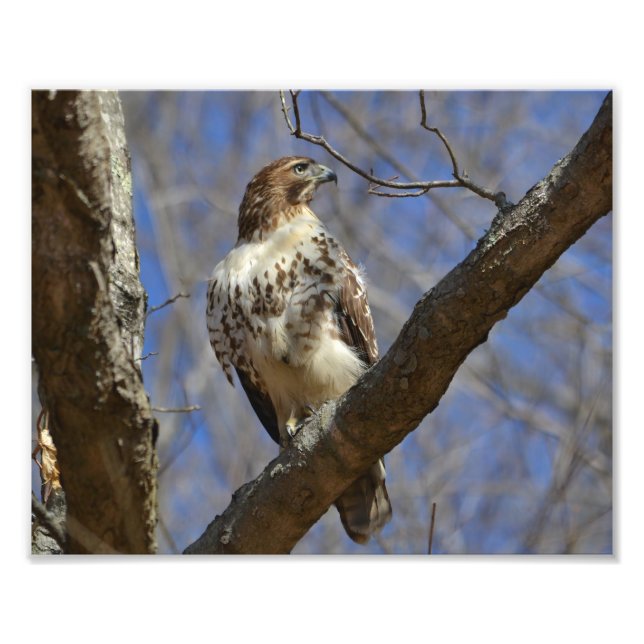 Majestic Hawk Fotodruck (Vorne)