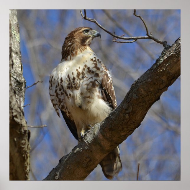 Majestic Hawk Poster (Vorne)