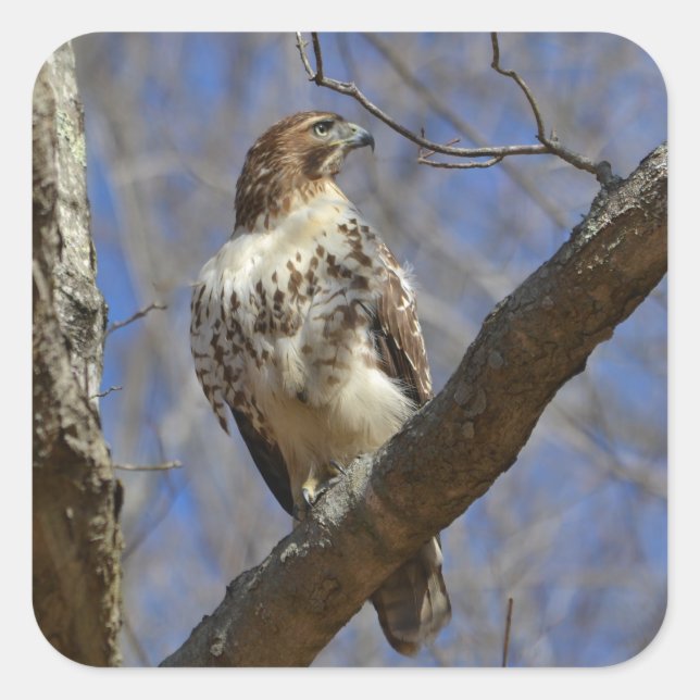 Majestic Hawk Quadratischer Aufkleber (Vorderseite)