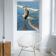 Majestic Heron Bird Beach Blue Waves Foto