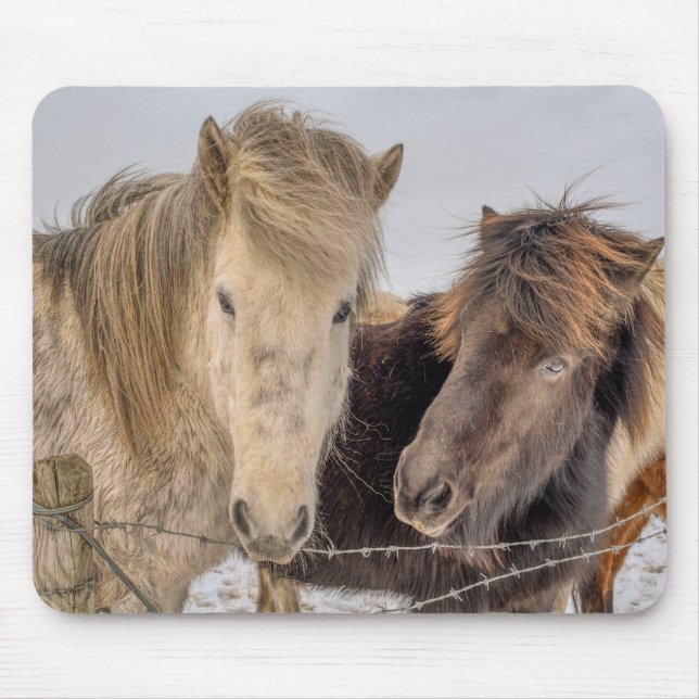 Majestic Islandpferde Mousepad (Vorne)