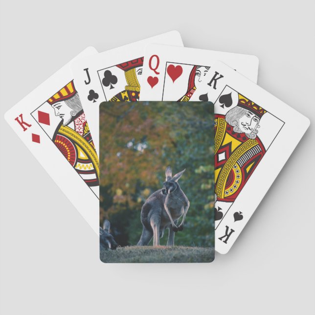 Majestic Kangaroo Spielkarten (Rückseite)