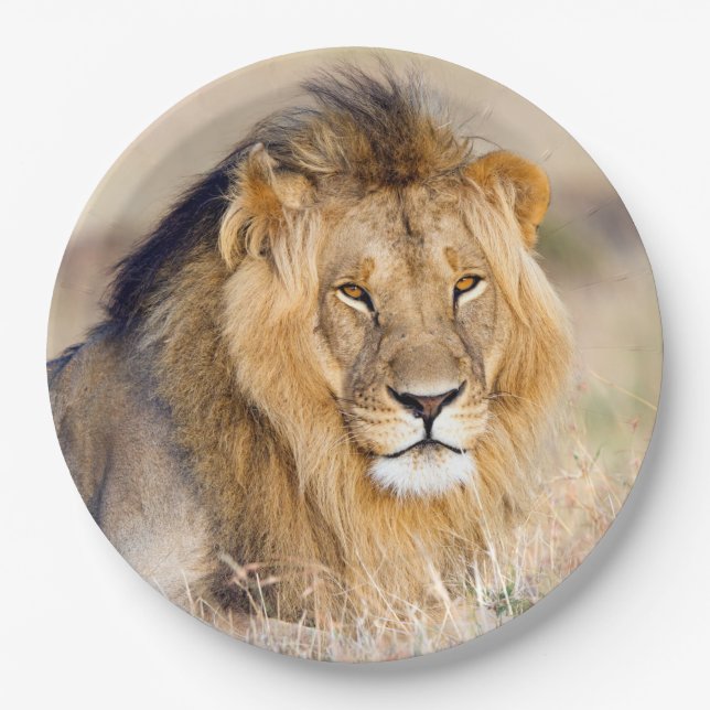Majestic lion Foto Pappteller (Vorderseite)
