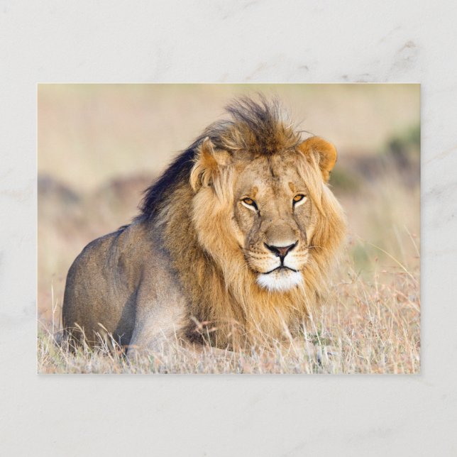 Majestic lion Foto Postkarte (Vorderseite)