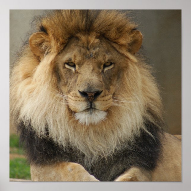 MAJESTIC LION POSTER (Vorne)