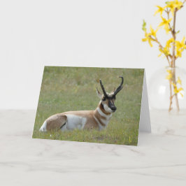 Majestic Male Pronghorn, Custer, SD - Karte