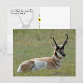 Majestic Male Pronghorn, Custer, SD - Postkarte