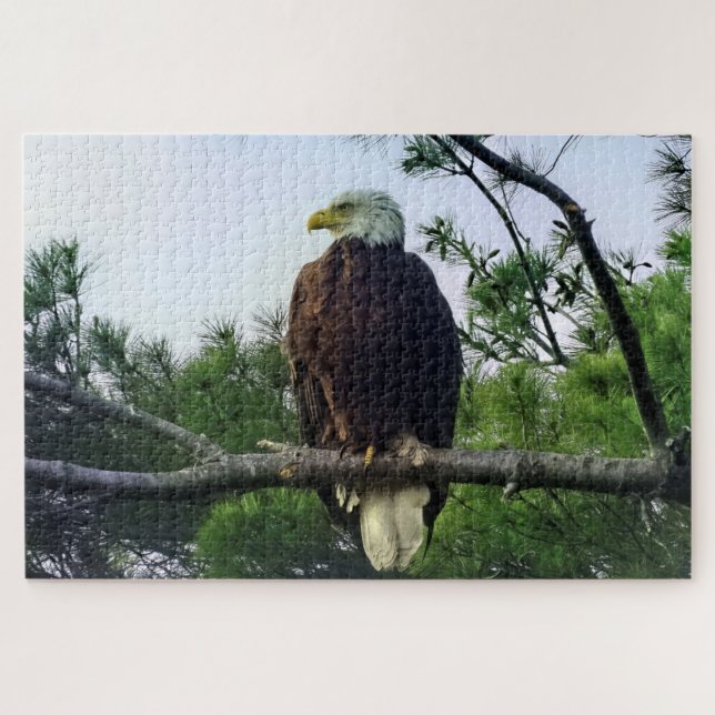 Majestic Mature Bald Eagle im Baum (Horizontal)