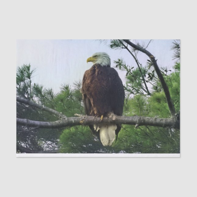 Majestic Mature Bald Eagle im Baum Seidenpapier (Vorderseite)