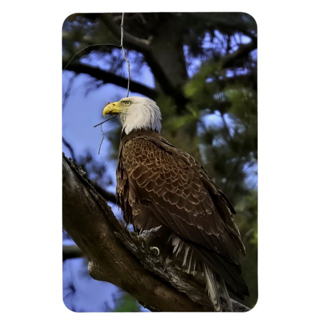 Majestic Mature Bald Eagle Magnet (Vertikal)