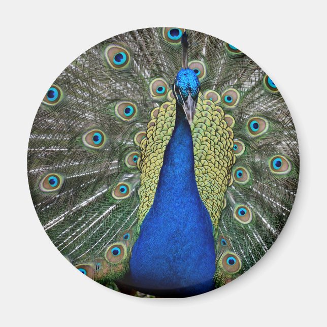 Majestic Peacock Magnet (Vorne)