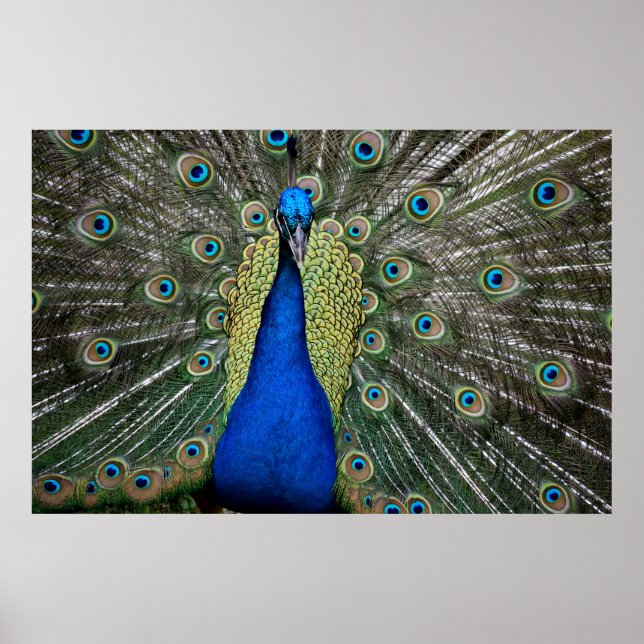 Majestic Peacock  Poster (Vorne)