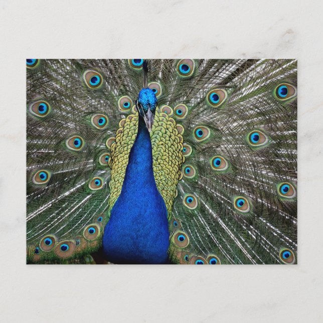 Majestic Peacock Postkarte (Vorderseite)
