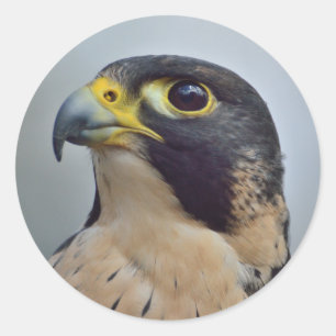 Majestic Peregrine Runder Aufkleber