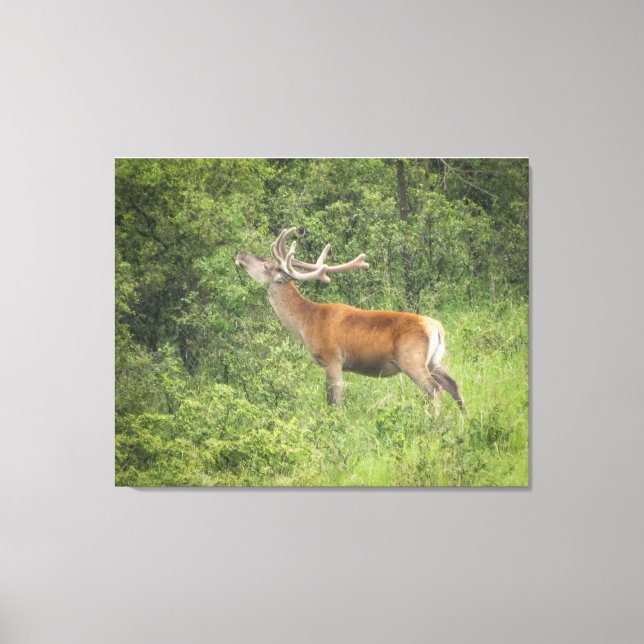 Majestic Red Deer im Wald Leinwanddruck (Vorderseite)