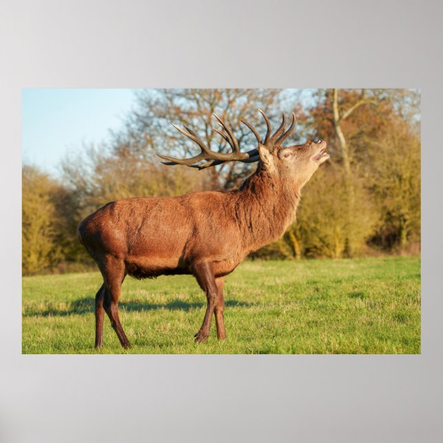 Majestic Red Deer Stag Poster (Vorne)