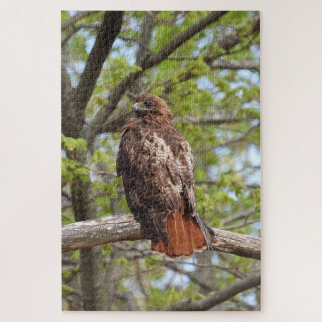 Majestic Red Tail Hawk (Vertikal)