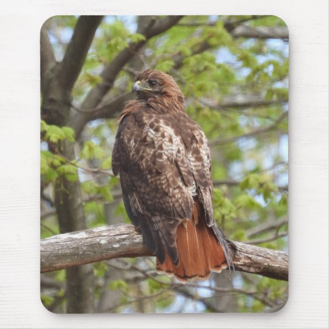 Majestic Red Tail Hawk Mousepad (Vorne)