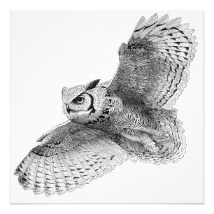 Majestic Schwarz-weiß Owl Ink Zeichnend Fotodruck