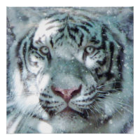 Majestic Snow White Tiger Portrait