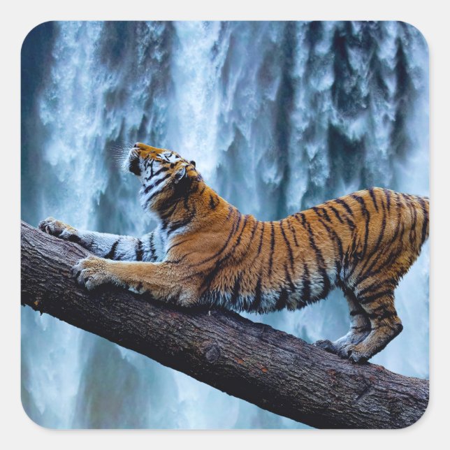 Majestic Tiger Entspannen an einem schönen Wasserf Quadratischer Aufkleber (Vorderseite)