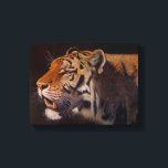 Majestic Tiger Small Leinwanddruck<br><div class="desc">Majestic Tiger from the original Oil on canvas by Sue Maas</div>