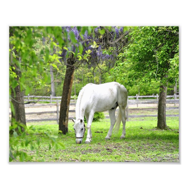 Majestic White Horse Fotodruck (Vorne)