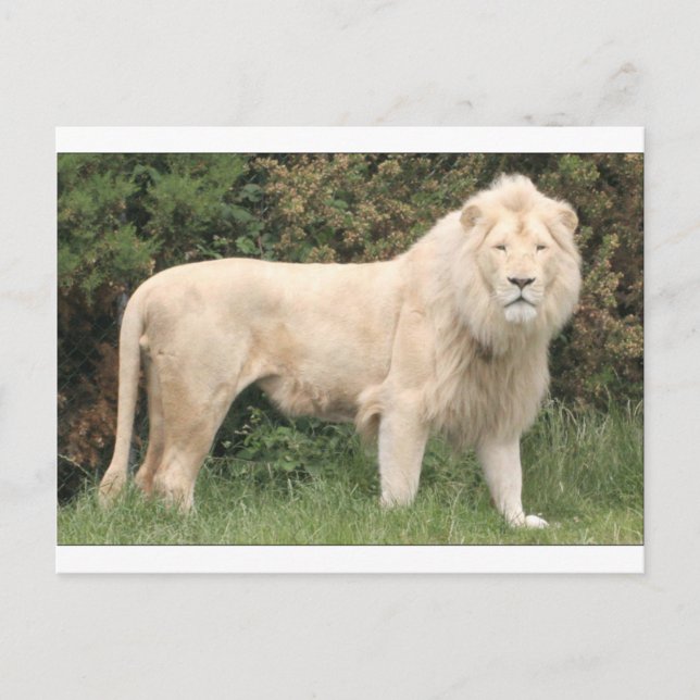 Majestic White Lion Postkarte (Vorderseite)