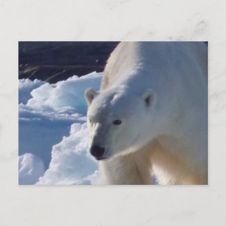 Majestic Wildpolar Postkarte
