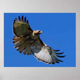 Majestic Wings Gerahmt Print Poster