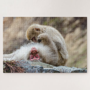 Makaken-Affe, Japan-Affen-Fotografie