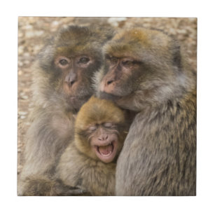 Makaken Affen und Baby Fliese