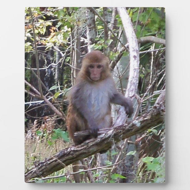 Makaque-Affe Fotoplatte (Vorderseite)