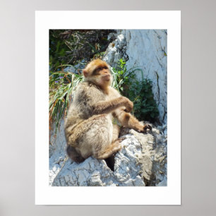 Makaque-Affe Poster