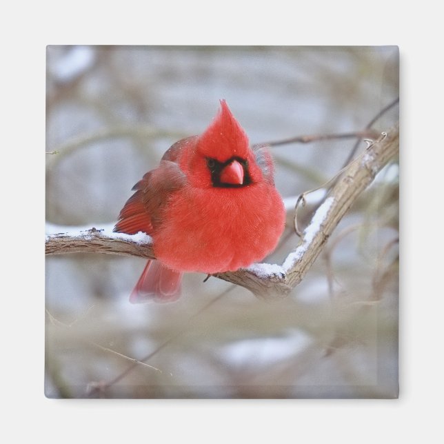 Make_Cardinal_Magnet Magnet (Vorne)