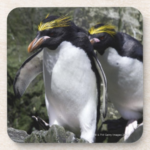 Makkaroni-Pinguine, Südgeorgia Getränkeuntersetzer