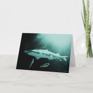 Mako-Hai blanko Karte