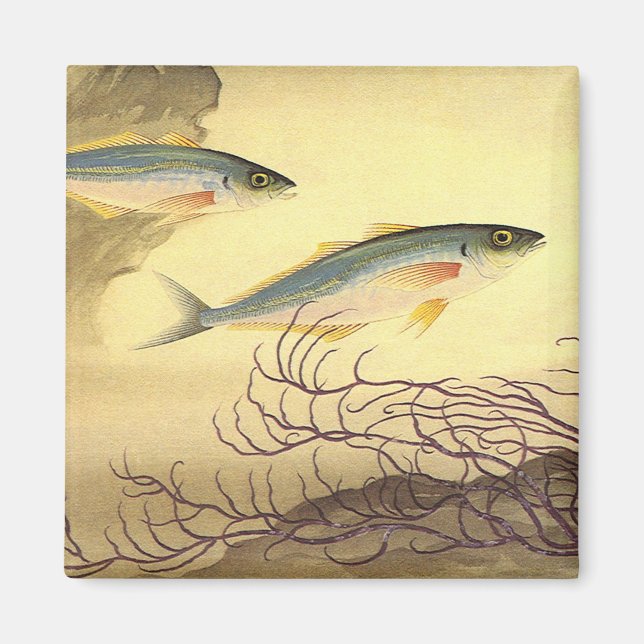 Makrelenfische Schwimmen im Ozean Magnet (Vorne)