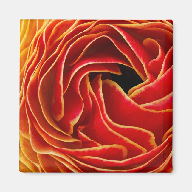 Makro-Blume | Blume Fields Carlsbad, CA Magnet (Vorne)