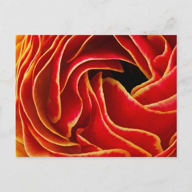 Makro-Blume| Blume Fields Carlsbad, CA Postkarte (Vorderseite)
