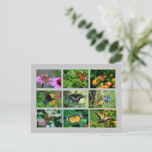 Makro Butterfells Postkarte