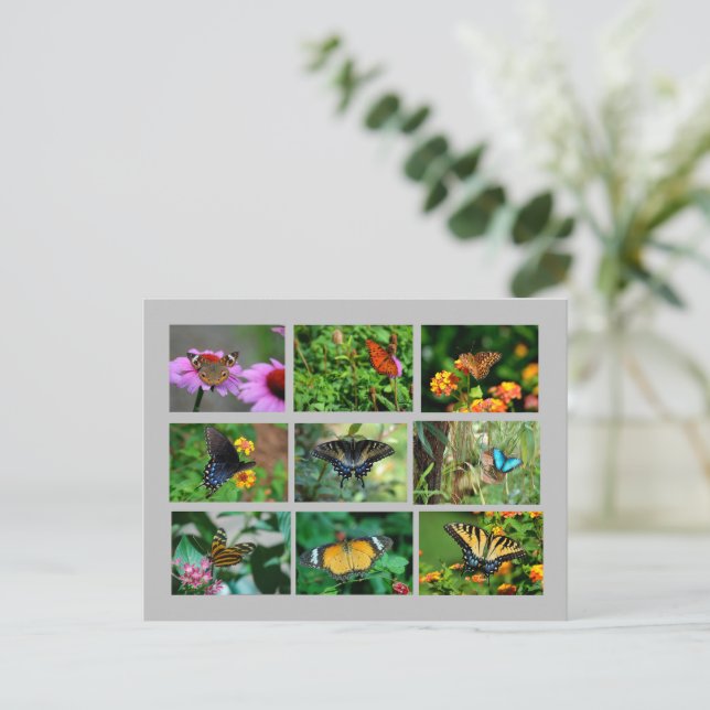 Makro Butterfells Postkarte (Stehend Vorderseite)