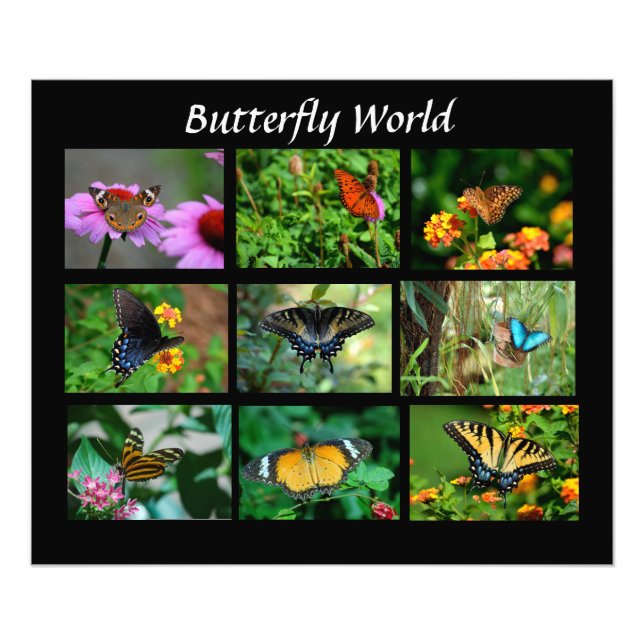 Makro-Butterflies-Foto-Erweiterung Fotodruck (Vorne)