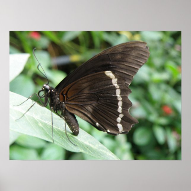 Makro Butterfly Print Poster (Vorne)