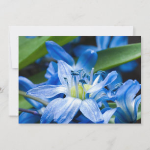 Makro der blauen Schneefall-Blume